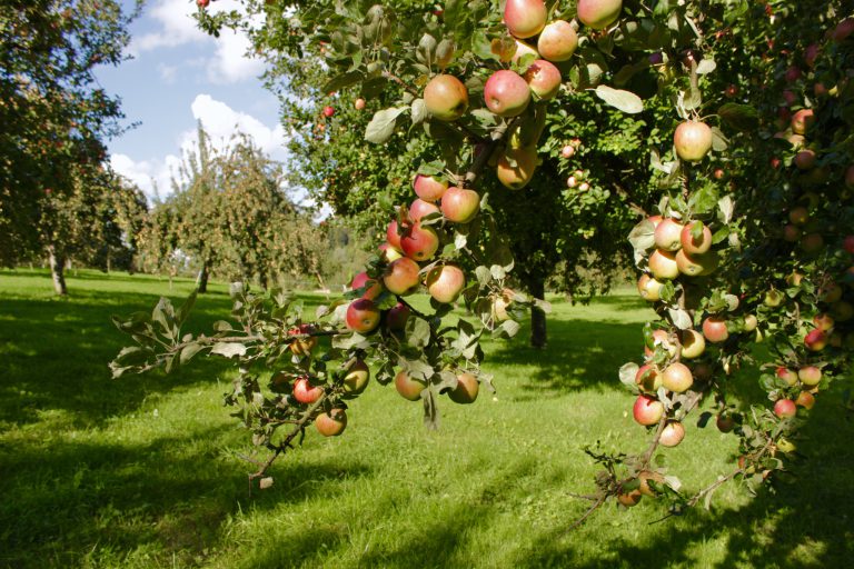 salemabad-apple-cider-vinegar-5