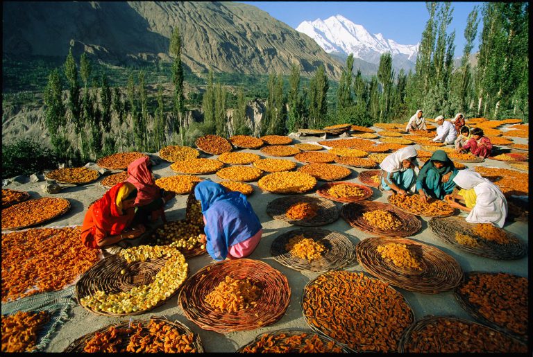 salemabad-dryied-apricots-7