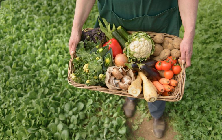 salemabad-organic-agriculture